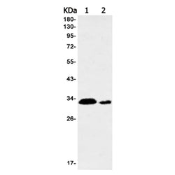 HHEX rabbit monoclonal antibody