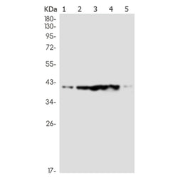 HIF1AN rabbit monoclonal antibody