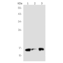 HINT1 rabbit monoclonal antibody