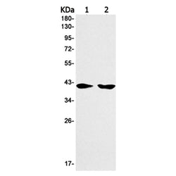 HLA-A rabbit monoclonal antibody