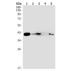 HLA-C rabbit monoclonal antibody
