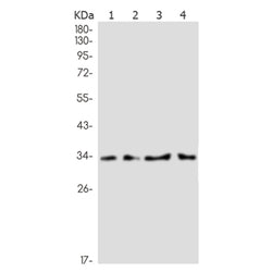 HLF rabbit monoclonal antibody