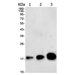 HMGA1 rabbit monoclonal antibody