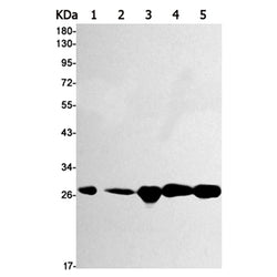 HMGB1 rabbit monoclonal antibody