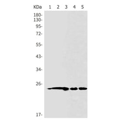 HMGB2 rabbit monoclonal antibody