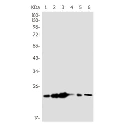 HMGB3 rabbit monoclonal antibody