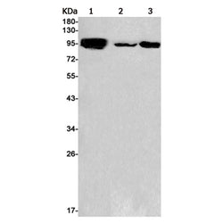 HMGCR rabbit monoclonal antibody