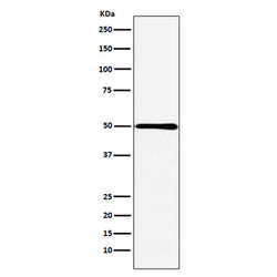 HMGCS2 rabbit monoclonal antibody