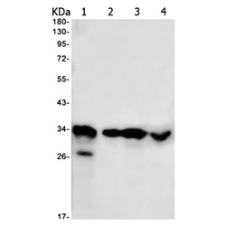 HNRNPA1L2 rabbit monoclonal antibody