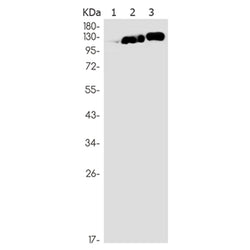 HNRNPUL1 rabbit monoclonal antibody