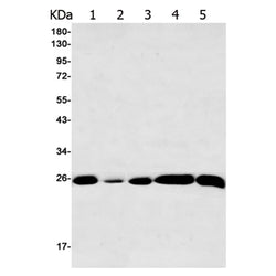 HPRT1 rabbit monoclonal antibody