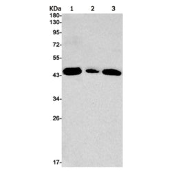 HRH3 rabbit monoclonal antibody