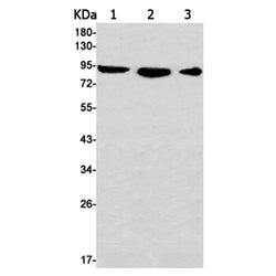 HSP90AA1 rabbit monoclonal antibody