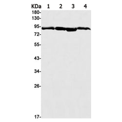 HSP90AA1/HSP90AB1 rabbit monoclonal antibody