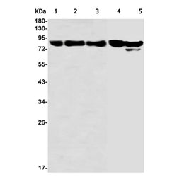 HSP90AB1 rabbit monoclonal antibody