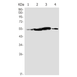 HSPA14 rabbit monoclonal antibody