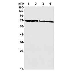 HSPA1A rabbit monoclonal antibody