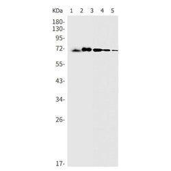 HSPA2 rabbit monoclonal antibody