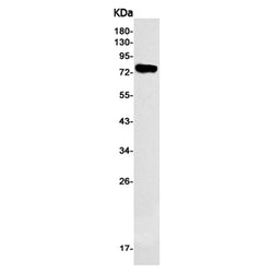 HSPA5 rabbit monoclonal antibody