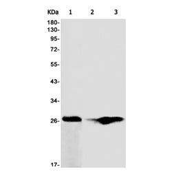 HSPB1 rabbit monoclonal antibody
