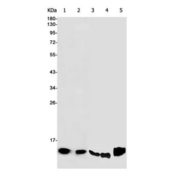 HSPE1 rabbit monoclonal antibody