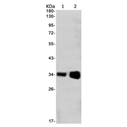 HTRA2 rabbit monoclonal antibody
