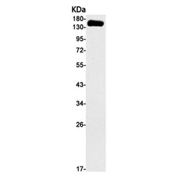 HYOU1 rabbit monoclonal antibody