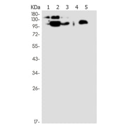 ICAM3 rabbit monoclonal antibody
