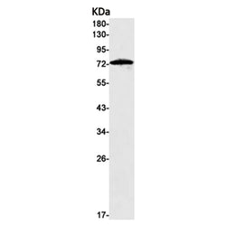 ICOSLG rabbit monoclonal antibody