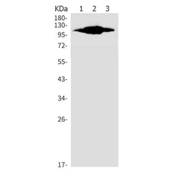 IDE rabbit monoclonal antibody