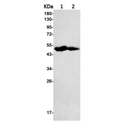 IDH2 rabbit monoclonal antibody