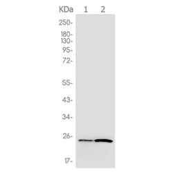 IFNG rabbit monoclonal antibody