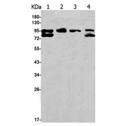 IFNGR1 rabbit monoclonal antibody