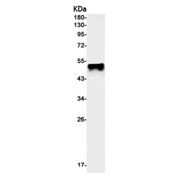 IFRD1 rabbit monoclonal antibody