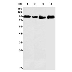 IFT88 rabbit monoclonal antibody