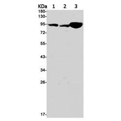 IGF1R (phospho-Tyr1166) rabbit monoclonal antibody