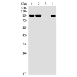 IGF1R rabbit monoclonal antibody