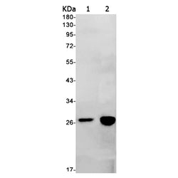 IGFBP7 rabbit monoclonal antibody