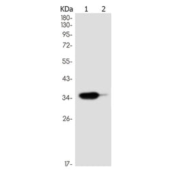 Human IgG4 rabbit monoclonal antibody