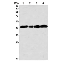 IHH rabbit monoclonal antibody