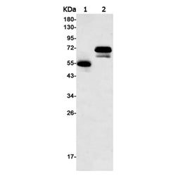 IKZF1 rabbit monoclonal antibody