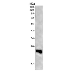 IL18 rabbit monoclonal antibody