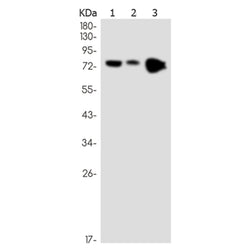 IL1RAP rabbit monoclonal antibody