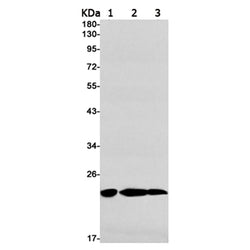 IL1RN rabbit monoclonal antibody
