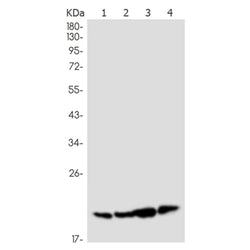IL26 rabbit monoclonal antibody