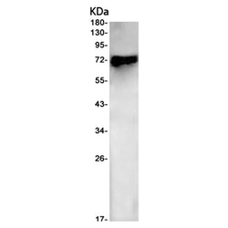 IL7R rabbit monoclonal antibody