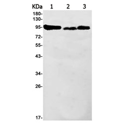 ILF3 rabbit monoclonal antibody