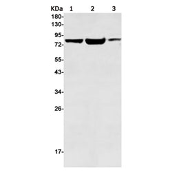 IMMT rabbit monoclonal antibody