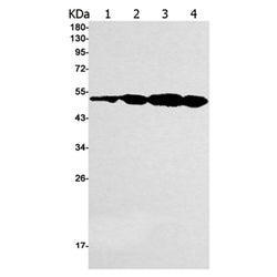 INHBA rabbit monoclonal antibody