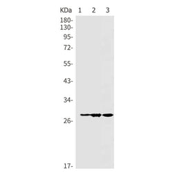 INMT rabbit monoclonal antibody